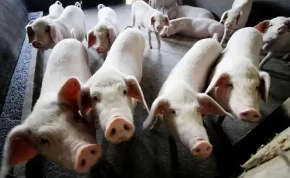 Slaughter Of Pigs Banned In Nagaland's Kohima