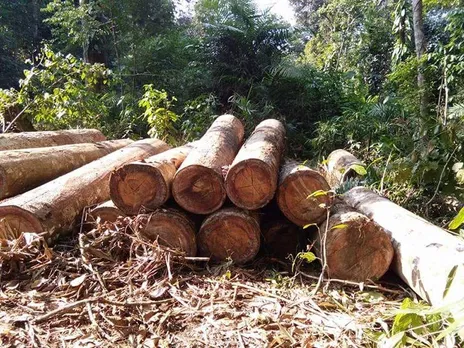 Assam: 4 Timber Smugglers Nabbed At Dihing Patkai