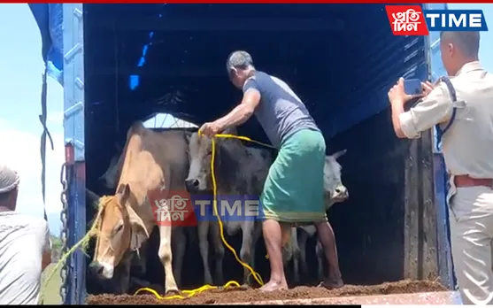 Assam: Smuggled Cattle Seized in Sonitpur, 1 Arrested 
