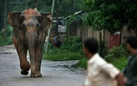 Assam: Woman Killed, Another Injured In Elephant Attack In Nagaon