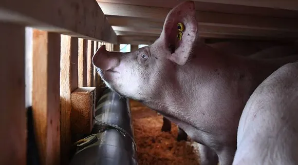 MP: 700 Pigs Culled Amid African Swine Flu Scare