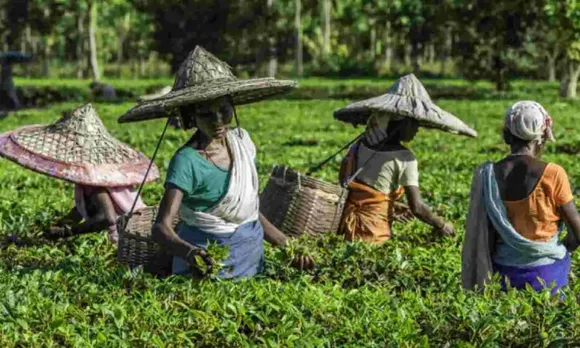 Lok Sabha Polls: Assam Tea Workers Demand Action On Longstanding Grievances
