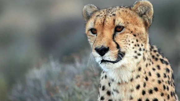 Cheetahs Expected to Arrive in MP Soon from SA: Forest Minister
