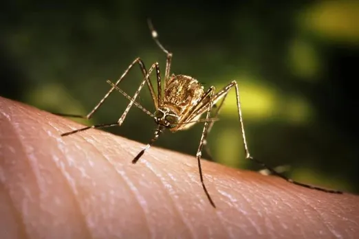 Assam: 85 Deaths due to Japanese Encephalitis in 2 Months  