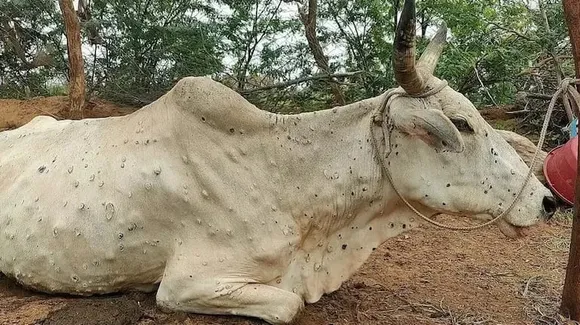 Over 67,000 Cattle Dead From 'Lumpy Skin Virus', Centre Starts Vaccination