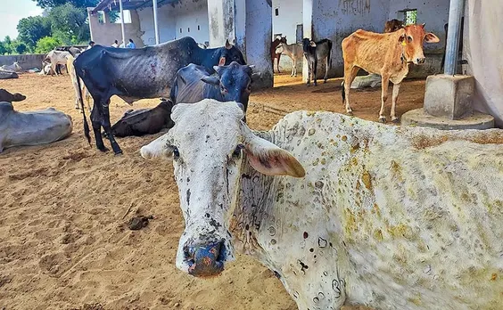 No Evidence Of Lumpy Virus Spreading From Animals To Humans: Expert