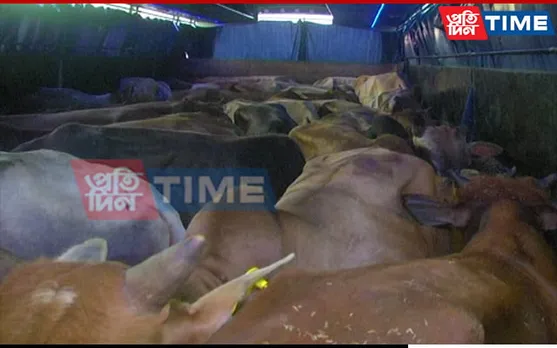 Assam: Smuggled Cattle Seized from Passenger Bus at Missa 