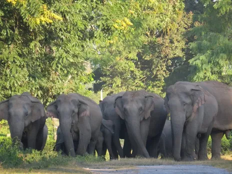 Elephant Rampage Causes Panic in Assam, Resulting in Casualties