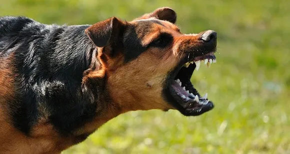 Pet Dog Attacks: Noida Authority to Impose Fine of Rs 10,000