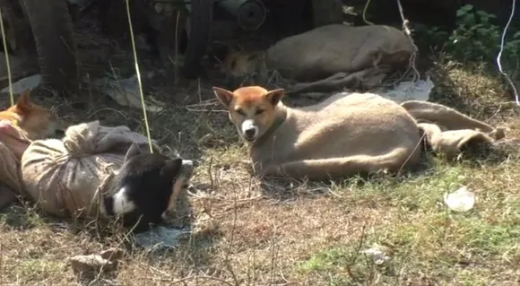 Assam Police Rescue 11 Dogs in Darrang
