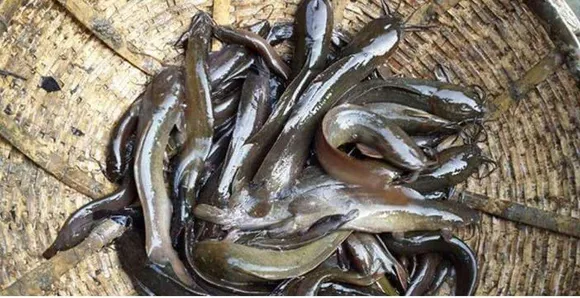 Assam CM Warns of Health Risks from Urea-Contaminated Fish on Facebook Live