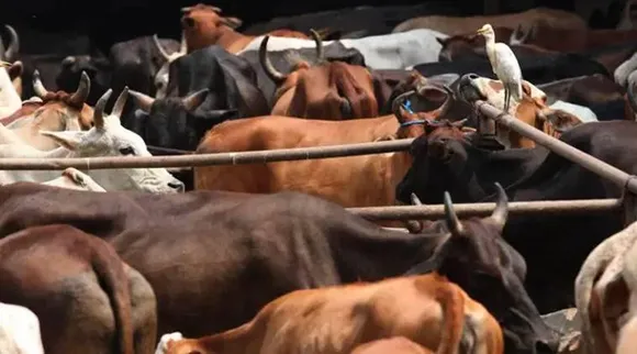 Truck Laden With Cattle Heads Intercepted and Seized In Tinsukia