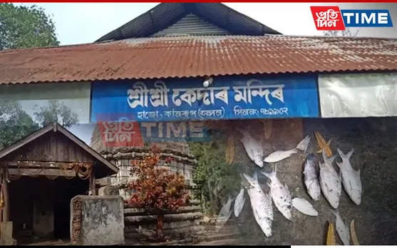 Assam: Unusual Deaths of Fish, Swans at Hajo Temple Raise Concern