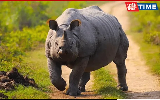 Rhino Attack in Kaziranga's Bagori Range Injures 2 Forest Officials