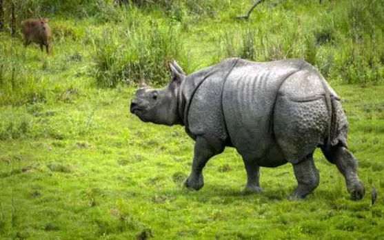Assam: Rhino Found Dead With Horn Removed at Kaziranga National Park