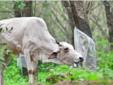 Not Dowry or Bigamy, Assam Woman Hands Over Husband To Police For Stealing Cow