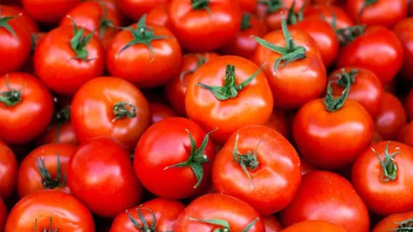 Wholesale Price of Tomato Decreases after Govt's Intervention