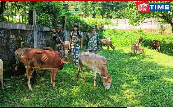 BSF Meghalaya Rescued 37 Cattle on International Border of East Khasi Hills
