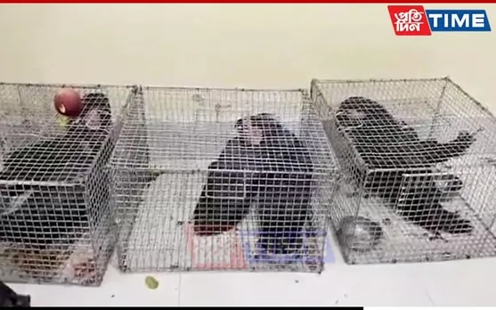 6 Exotic Black Palm Cockatoos Rescued in Assam’s Cachar