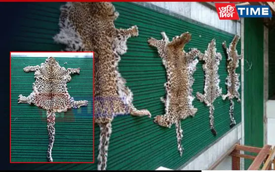 DRI Officials Seized 4 Leopard Skins in Srinagar, Jammu and Kashmir, 8 Arrested