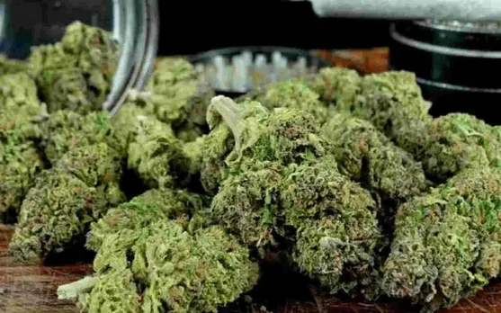 Cannabis Smuggler Held With 5 Kg Stash In Assam's Hailakandi