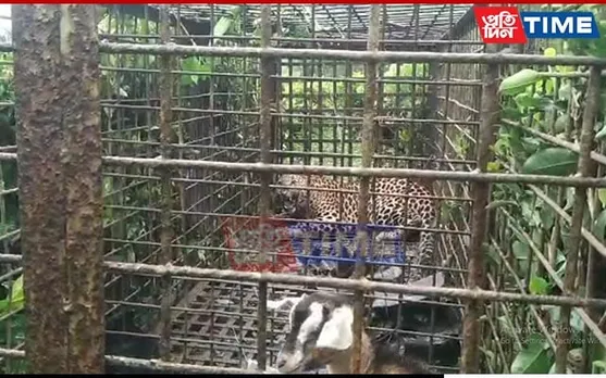 Full-Grown Leopard Caged in Assam's Dibrugarh, Around 6 Still Wandering 
