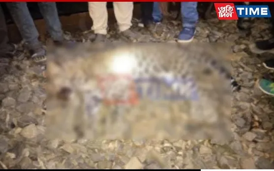 Carcass of Leopard Recovered Near Railway Track along NH 37 in Assam's Doomdooma