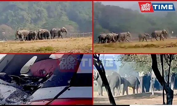 Elephant Rampage: Picnic Turned Chaos in Assam's Kamrup Metro District