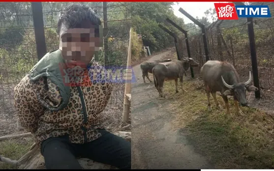 Meghalaya: BSF Detain Bangladeshi Man With 3 Buffaloes At Border