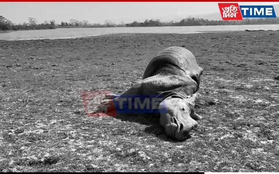 Kaziranga: Rhino Found Dead In Kohora Range, Tiger Attack Suspected