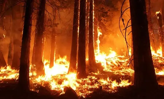 Chile Wildfires: Death Toll Scales To 99, Likely To Increase
