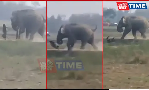 Caught on Camera: Wild Elephant Attack Leaves Woman Injured in Assam’s Hojai