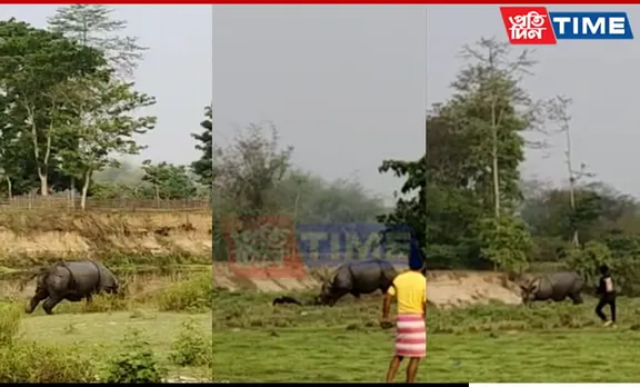 Rhino Rampage Shocks Assam: Festivities Marred by Youth Injuries During Goru Bihu