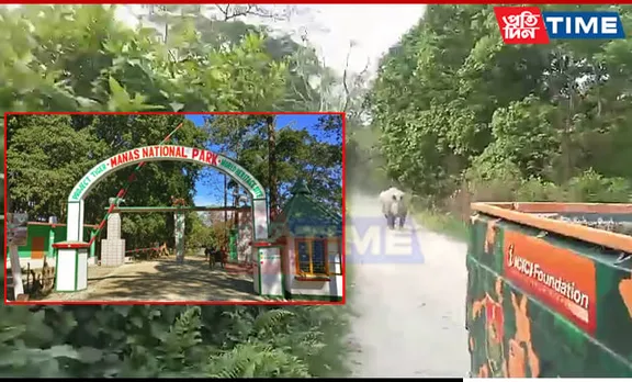 Rhino Chases Safari Jeep in Manas National Park, Forest Guards Make Narrow Escape