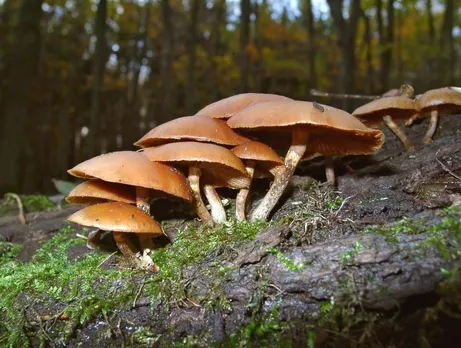 From Poison to Prevention: Golaghat's Mushroom Safety Struggle
