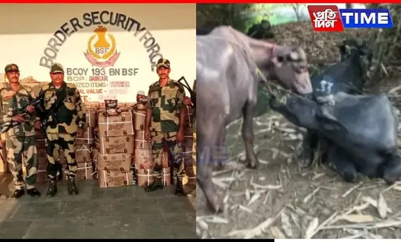 BSF Meghalaya Foil Smuggling Attempt, Seize Cattle, Contraband