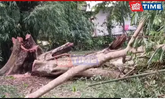 Assam: Father Dies, Son Critical In Mishap While Chopping Tree In Lakhimpur