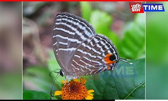 Kaziranga Flutters to Glory: 446 Butterfly Species Documented,18 New to India