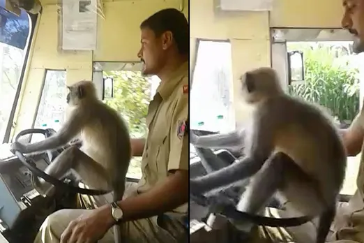 Driver suspended for letting monkey steer bus