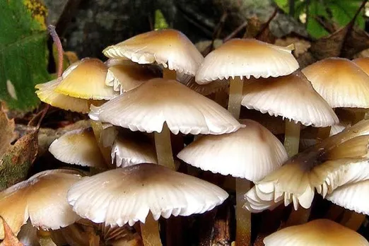 One dies, 7 fall ill after consuming mushrooms