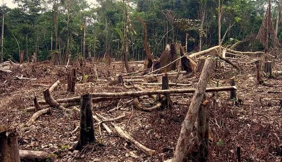 Forest dept files case against land grabbers