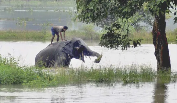 When Humans Coexist With Invading Elephants