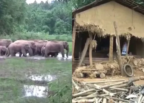 Herd of elephants go on rampage in Rangjuli