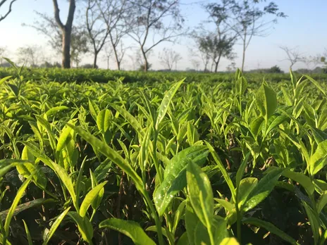 Tea Industry unhappy with Budget