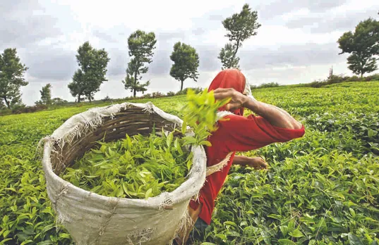 Third party agency to study Assam Tea Industry problems