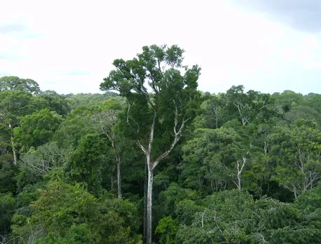 Nearly 11.28 pc of Assam’s Forest Land is Encroached: Report