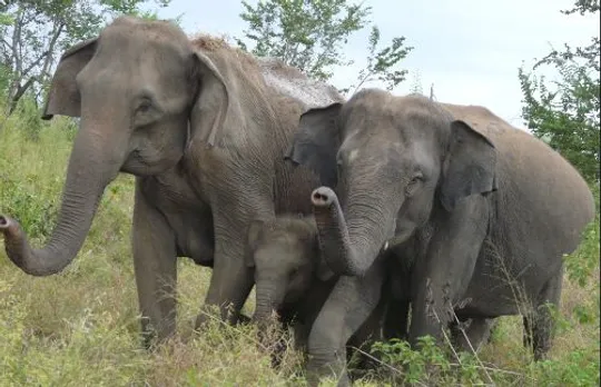 Wild elephant terror in Samaguri