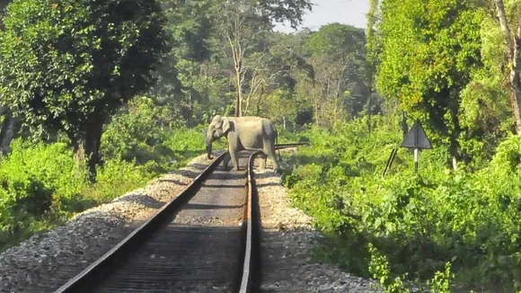 Alert Rlyman saves 25 elephant