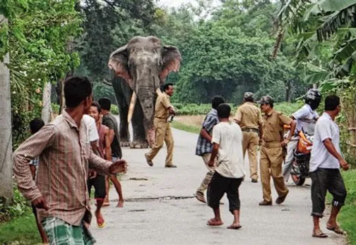 The myth of man-elephant conflict
