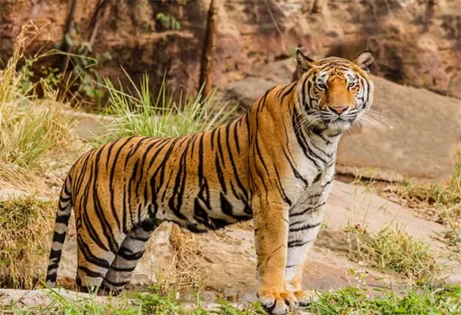 All 4 Tiger Reserves In Assam Get CATS Accreditation